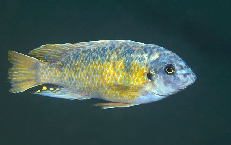 Labeotropheus fuelleborni 'Mdoka'